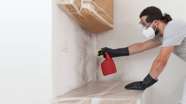 Professional Basement Mold Removal technician working in Clementon, NJ