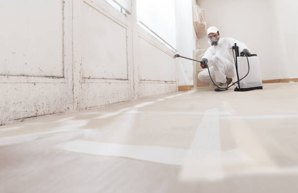 24/7 Emergency Basement Mold Removal experts in Clementon, NJ