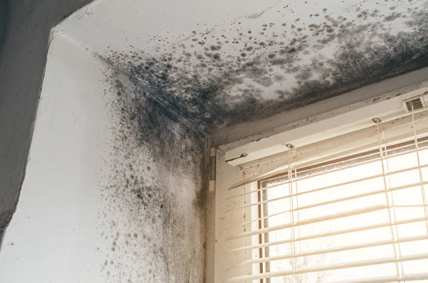 Affordable Basement Mold Removal solutions in Clementon, NJ