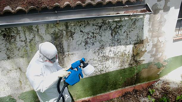 Top rated local Basement Mold Removal specialists in Clementon, NJ